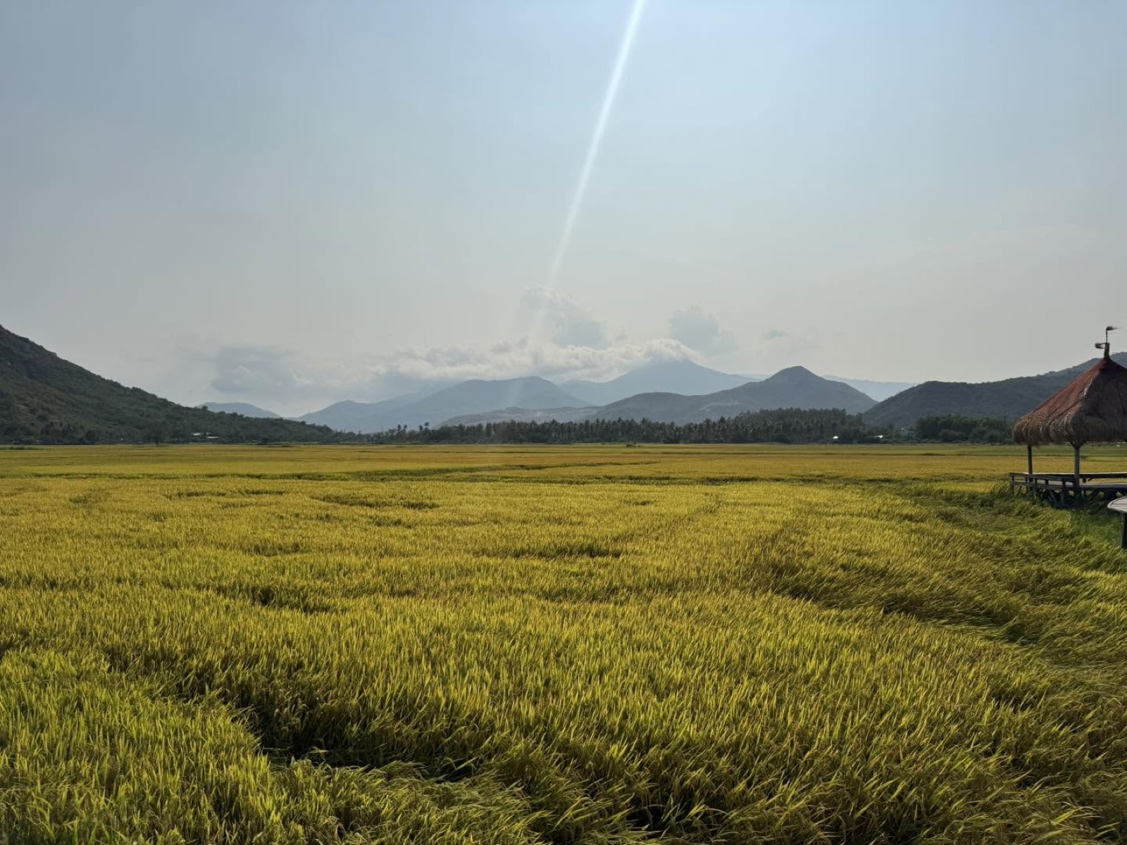 Ruộng lúa chín và chòi lá