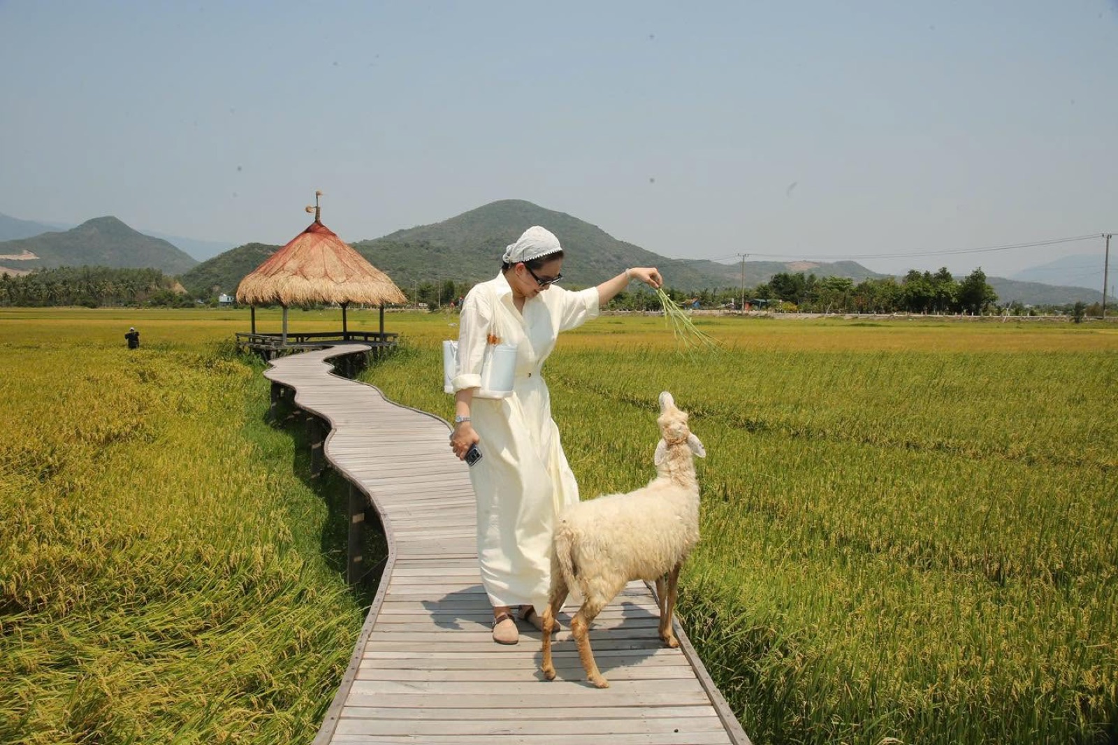 Dạo cầu gỗ giữa ruộng lúa cùng cừu