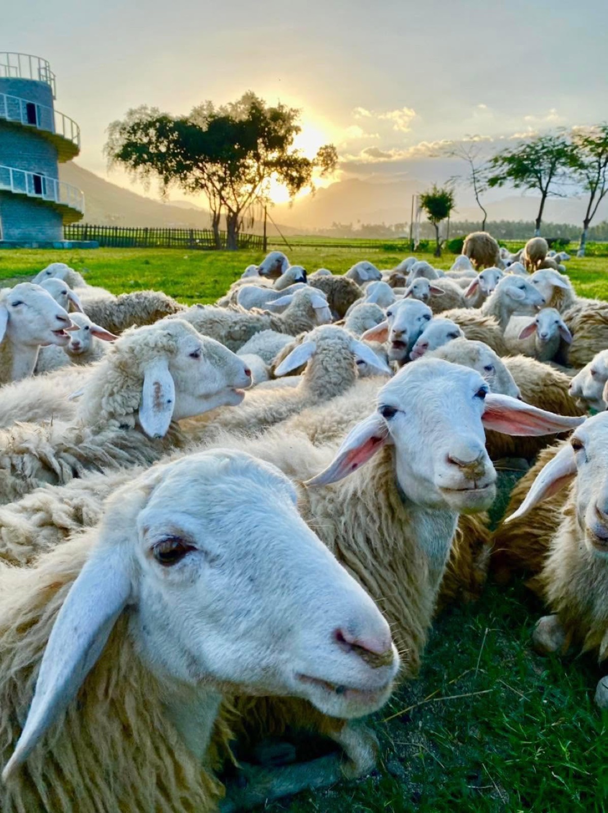 Đàn cừu lúc hoàng hôn