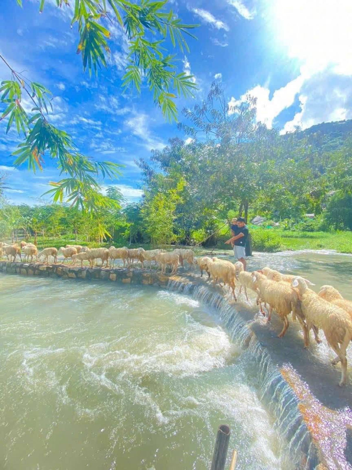 Suối chảy qua đồng cừu